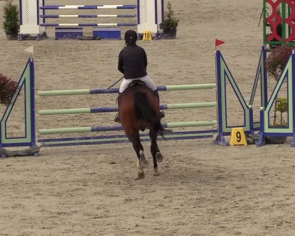 Reitturnier Westergellersen 2021
