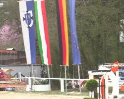 jumper Bacarat Xuxa (Zangersheide riding horse, 2007, from Babouche)