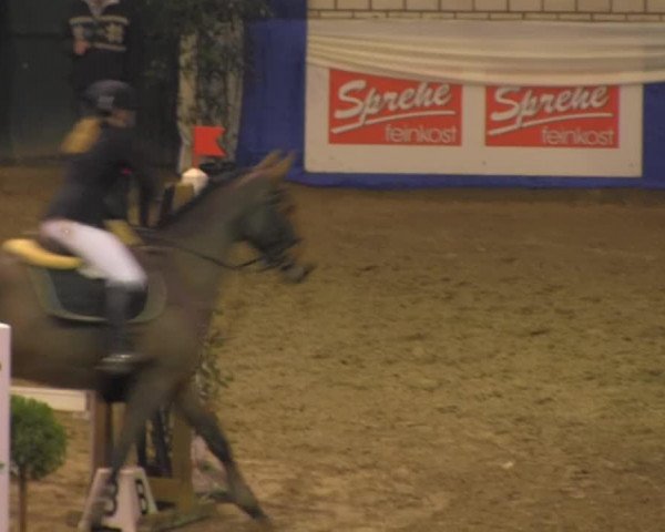 Springpferd Feline 114 (Hannoveraner, 2004, von Fly High)