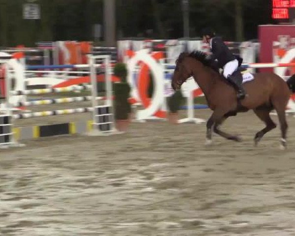 jumper Astral Hh (Holsteiner, 2002, from Aljano)