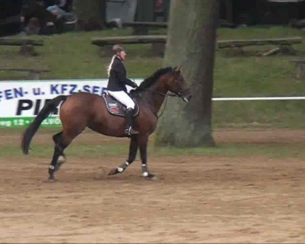 jumper Acodetta (German Sport Horse, 2005, from Acodetto I)
