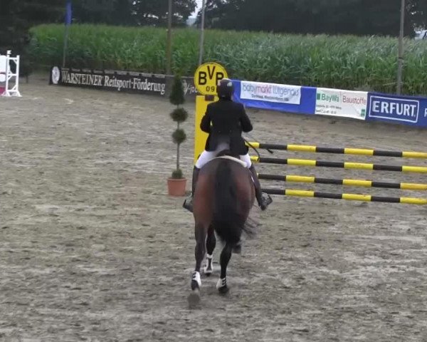 Springpferd Quinney Z (Zangersheide Reitpferd, 2000, von Quilot Z)