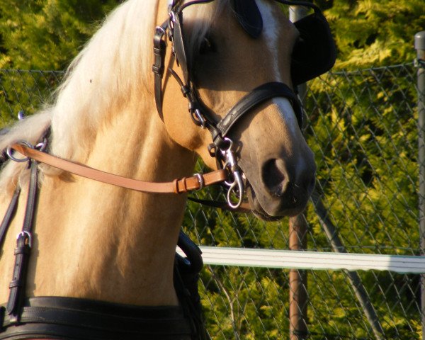 dressage horse Prinzessin Lillifee 5 (Pony without race description, 2006, from Poldy)