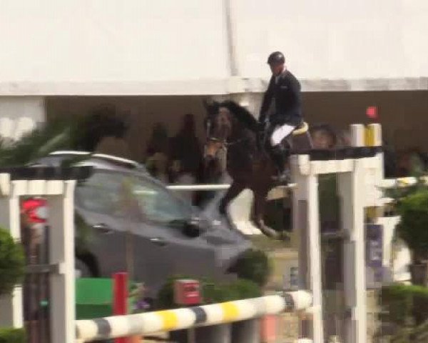 jumper Cyrano 170 (KWPN (Royal Dutch Sporthorse), 2008, from Quidam de Revel) jumper Cyrano 170 (KWPN (Royal Dutch Sporthorse), 2008, from Quidam de Revel)