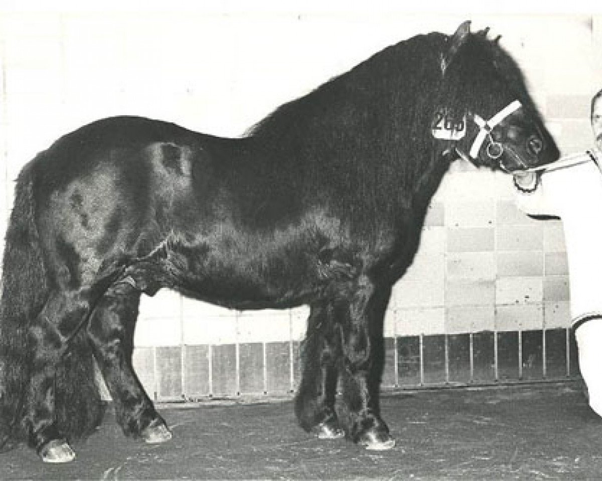 stallion Marlando van Stal Volmoed (Shetland Pony, 1976, from Scurry of Marshwood)