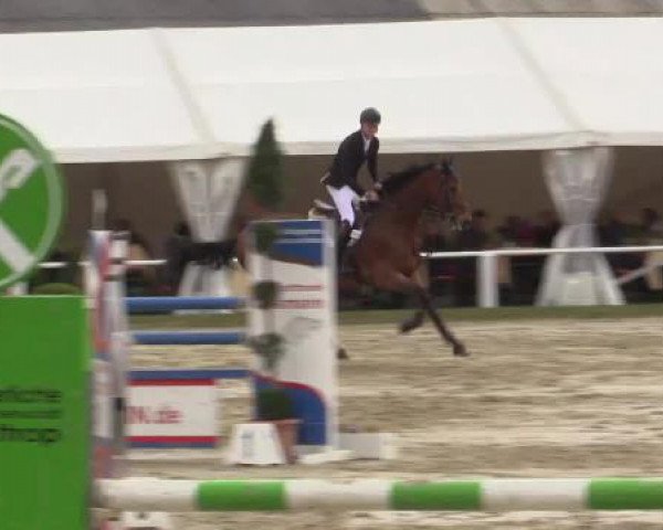 Springpferd Larkanaro (Hannoveraner, 2000, von Landclassic)