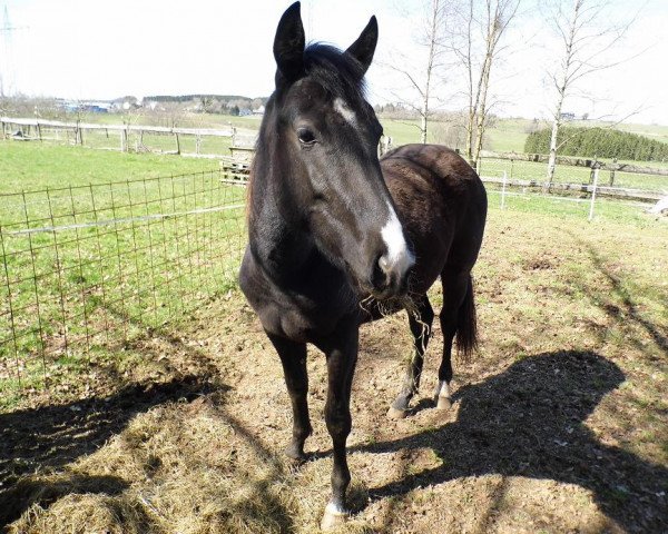 Zuchtstute Jana-Blue (Quarter Horse, 2013)