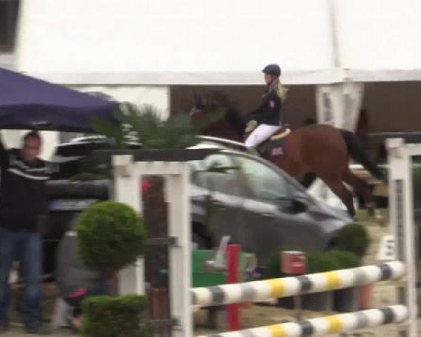 jumper Amadeus (KWPN (Royal Dutch Sporthorse), 2005, from Equador)
