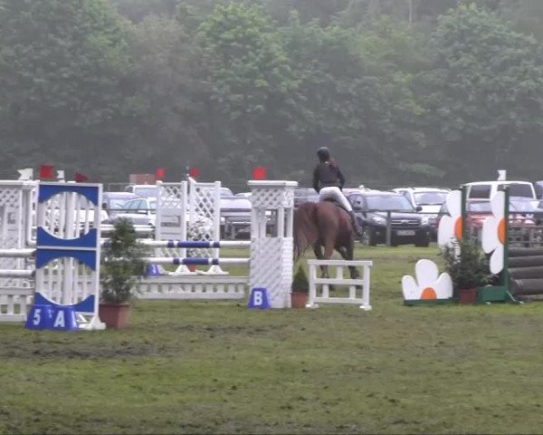 Jumper Fama 86 (Westphalian, 1998, from Focus)