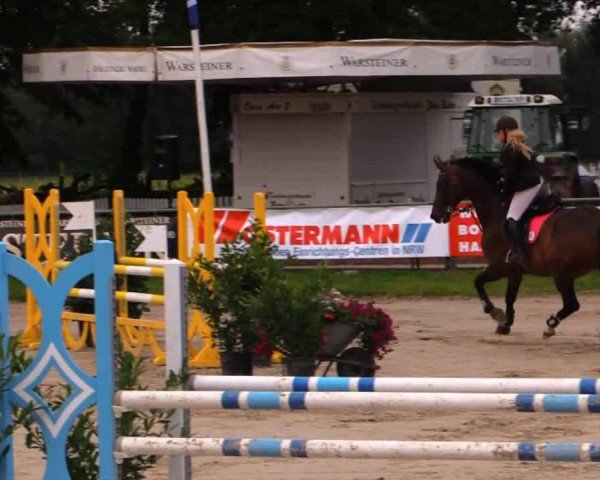 Springpferd Lacorado (Oldenburger, 1998, von Landcapitol)