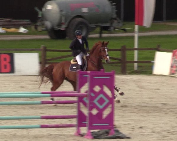 Reitturnier Westergellersen 2021