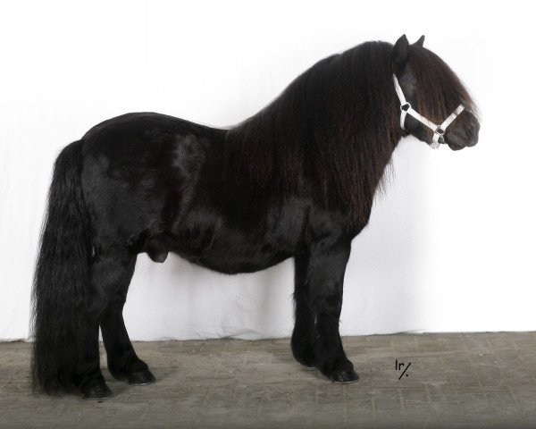 stallion Scot van de Garderenshof (Shetland Pony, 2002, from Nelantines van de Groote Woerd)