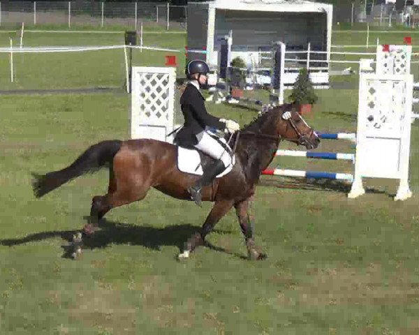 broodmare Cyrenaika 12 (German Riding Pony, 2001, from Mac Geyver)