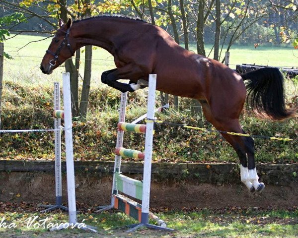 stallion Chanti SL (Bavarian, 2012, from Curier Carilex)