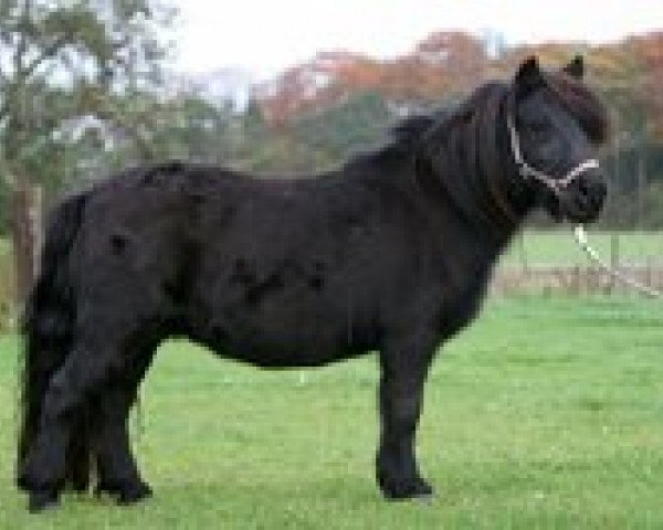 broodmare Pandora van Stepelo (Shetland Pony, 2000, from Libero W van de Hertraksestraat)