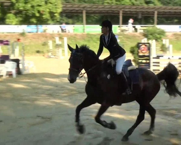broodmare Celyna Nynja (Holsteiner, 1998, from Corofino I)