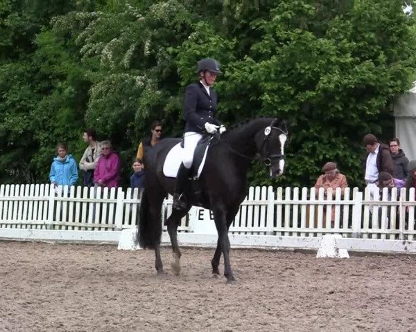 dressage horse Wallis 35 (Rhinelander, 2005, from Weltrubin)