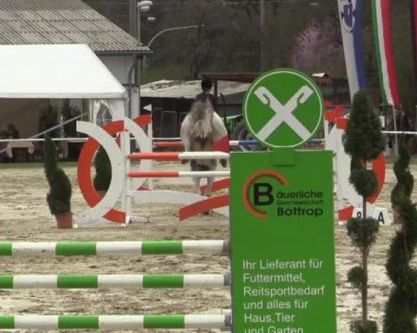 Springpferd Cosmopoliton 5 (KWPN (Niederländisches Warmblut), 2005, von Indoctro)