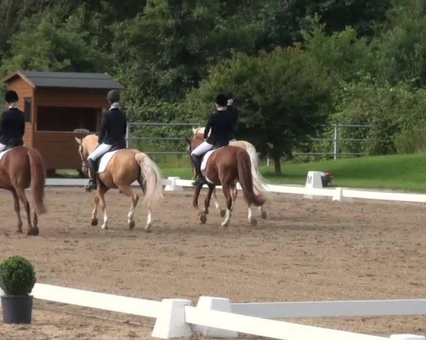 dressage horse Dionita (German Riding Pony, 1996, from Dornik B) dressage horse Dionita (German Riding Pony, 1996, from Dornik B)