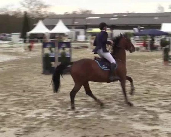 Springpferd Urax van Generhese (Belgisches Warmblut, 2004, von Indian Gold van Castershoeve)