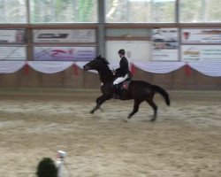Springpferd Grandioso 68 (Westfale, 1998, von Grandilot)