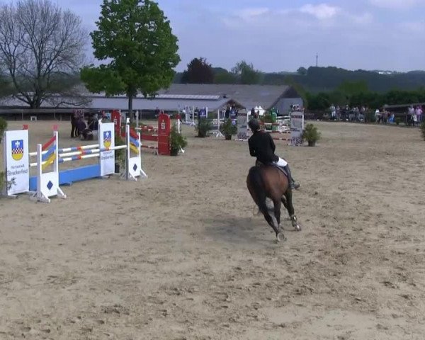 Springpferd Carrick 9 (Hannoveraner, 2003, von Couleur Rubin)