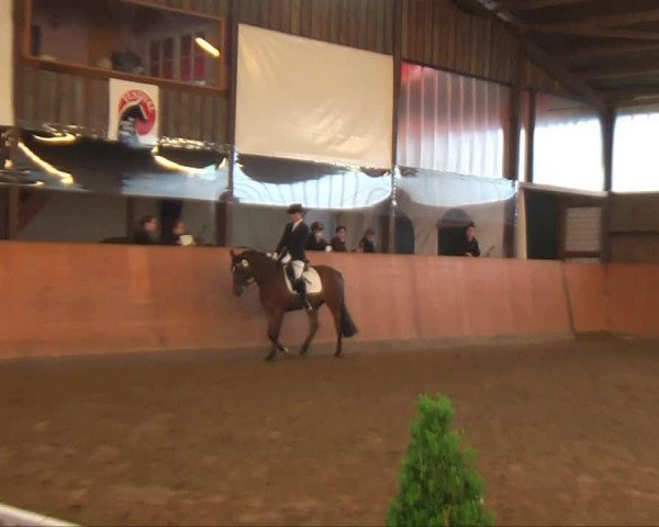 dressage horse Machello 3 (German Riding Pony, 1999, from Mozart II)