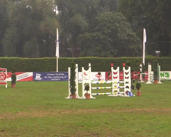 Dressurpferd Vinci S.W. (Deutsches Reitpony, 2004, von Via Mala)