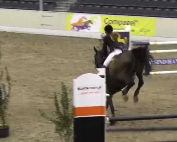 broodmare Saracalla (Hanoverian, 2000, from Stakkato)
