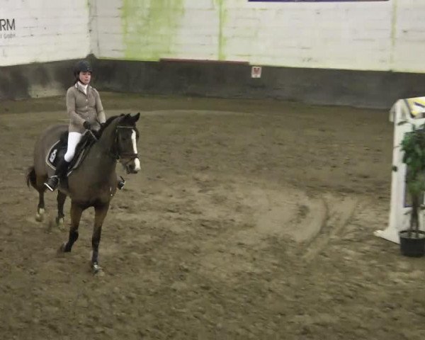 Springpferd Coratana (Zangersheide Reitpferd, 2000, von Caretano Z) Springpferd Coratana (Zangersheide Reitpferd, 2000, von Caretano Z)
