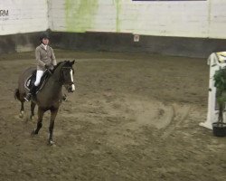 jumper Coratana (Zangersheide riding horse, 2000, from Caretano Z)