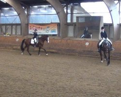 dressage horse Costa 44 (Holsteiner, 2005, from Coriano)