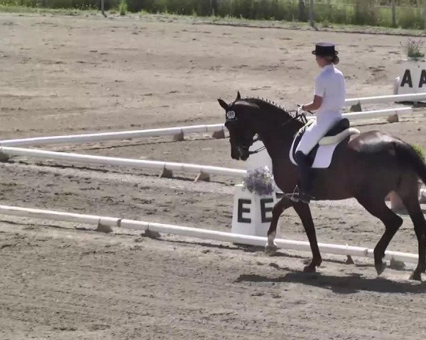 broodmare Floristin 13 (Westphalian, 2003, from Florestan I)