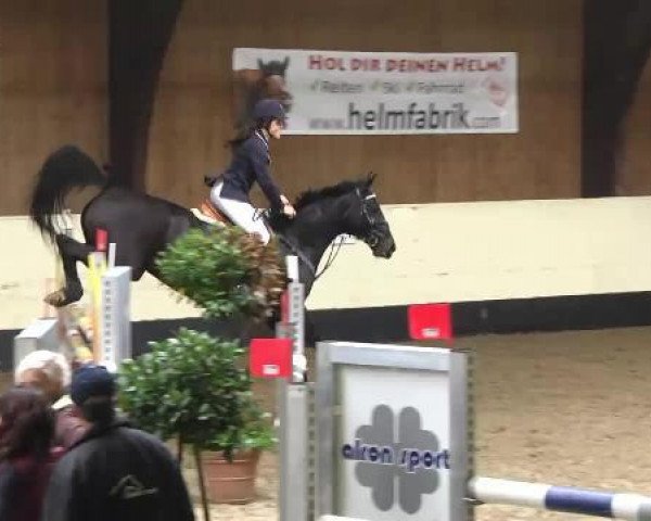 jumper Pearl 67 (Hessian Warmblood, 2001, from Pharis)