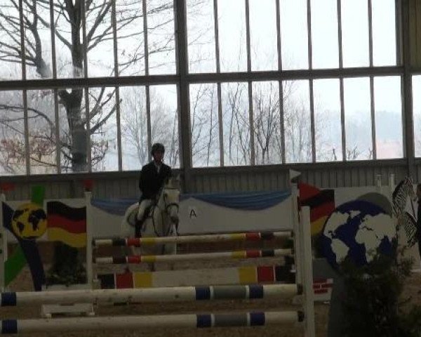 jumper Crossfire 11 (Westphalian, 2004, from Climax)