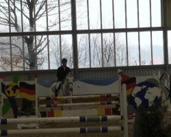 jumper Crossfire 11 (Westphalian, 2004, from Climax)