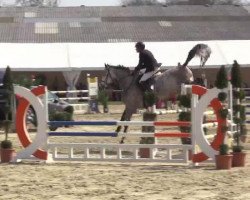 jumper Cairo 42 (Holsteiner, 2009, from Carentan)