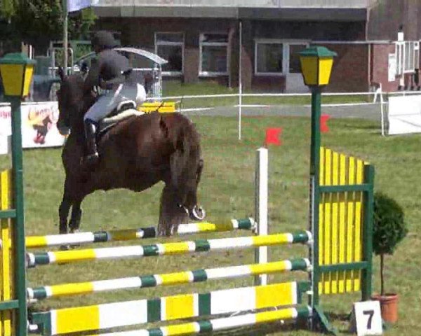 Springpferd Aladin 528 (Holsteiner, 1999, von Acorado I)