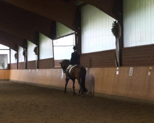 dressage horse Rusticus W (Hanoverian, 2002, from Roadster)