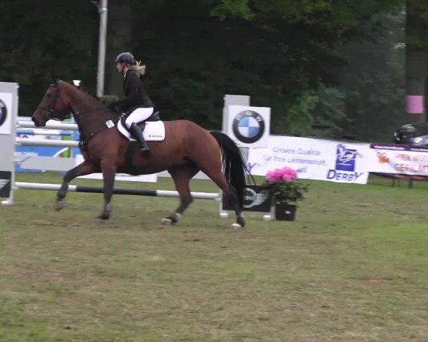 Springpferd Lavinia 191 (Rheinländer, 2004, von Lacassini)
