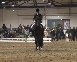 dressage horse FASTEN SEAT BELT (Rhinelander, 2006, from Fürst Piccolo)