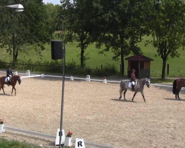 dressage horse Marcello 129 (Westphalian, 2002, from Mailänder)