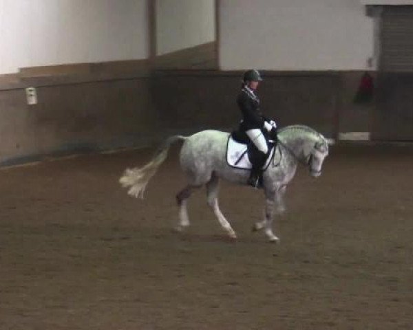 dressage horse Don't Stop My Dream (German Riding Pony, 2006, from Dein Freund)