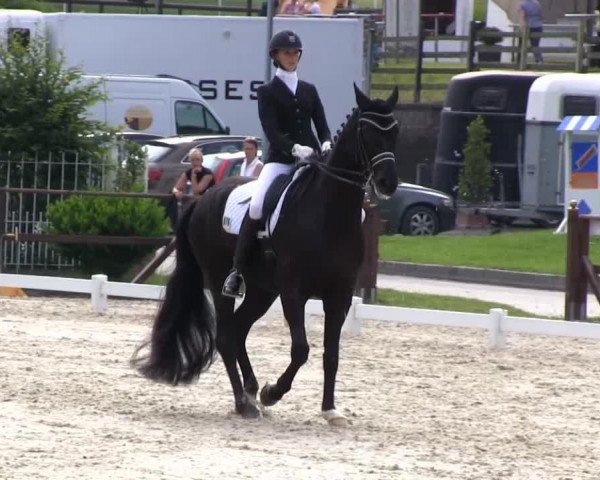 dressage horse Depeche Mode 7 (Westphalian, 2004, from Dresemann)