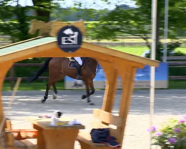 jumper Contilot (Hanoverian, 2002, from Contendro I)