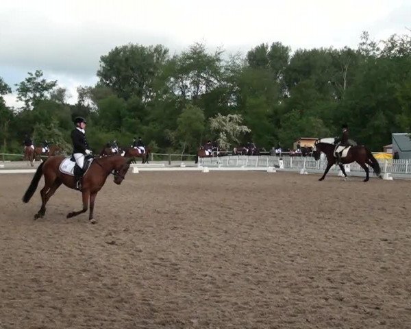 dressage horse Falkenhofs Santano H (Westphalian, 1994, from Sandro)