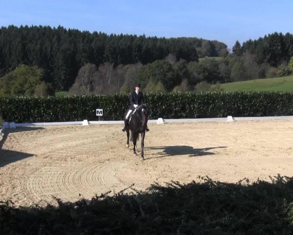 dressage horse Madness (Westphalian, 1998, from Mon Cher)