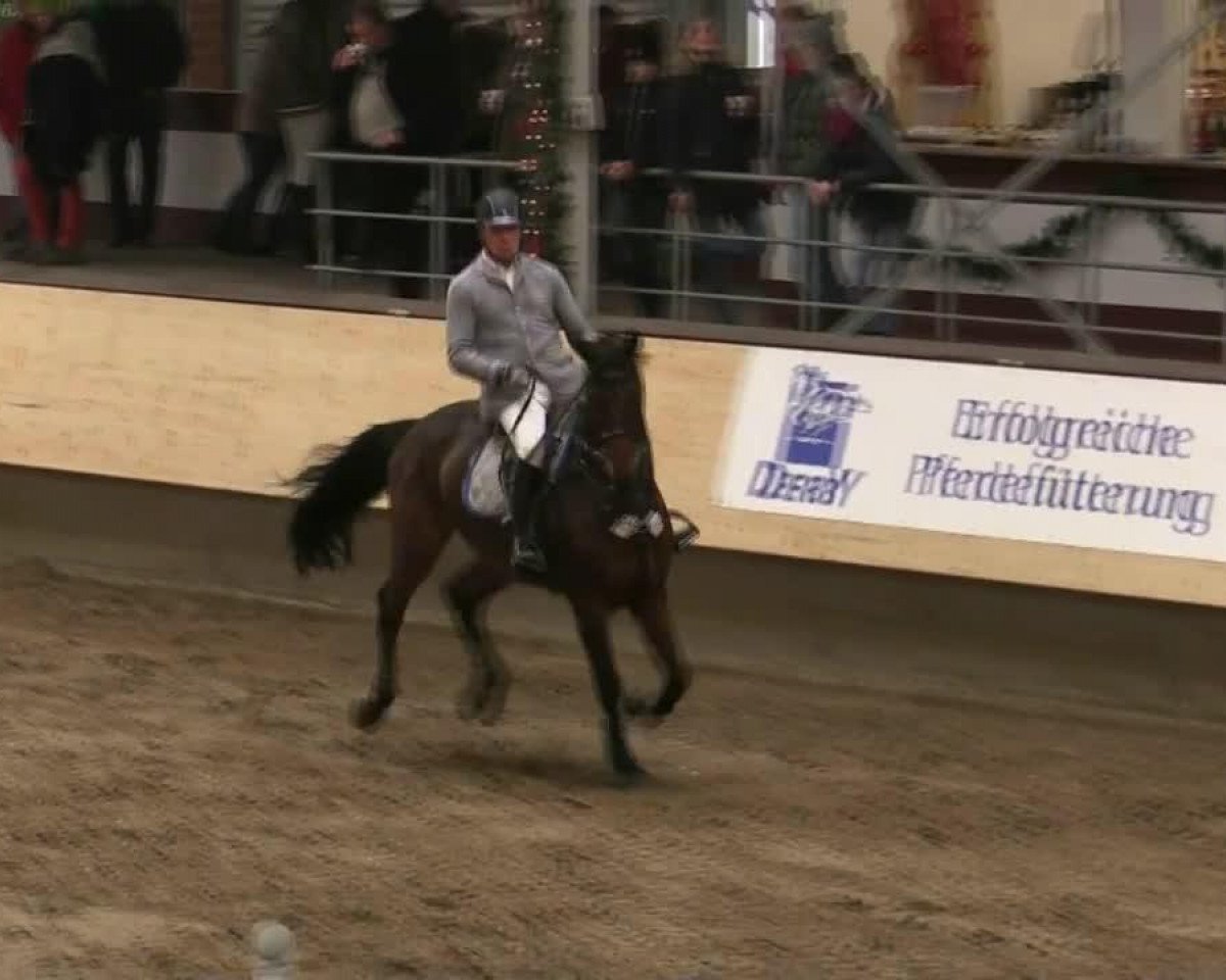 Koń skokowy Amadeus Amadeus (Westfalski, 2001, od Amantus)