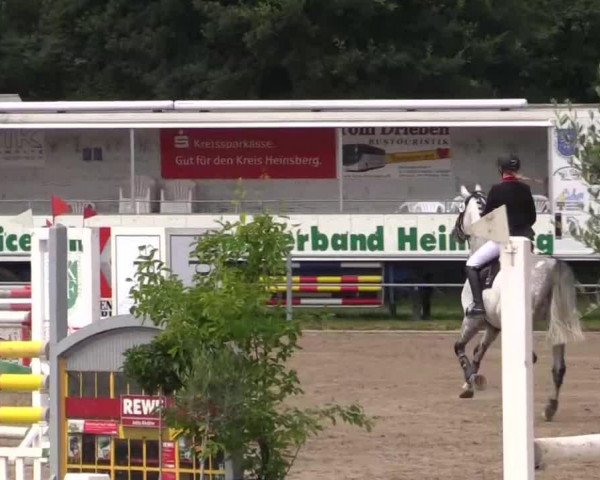 jumper Commissario 5 (Westphalian, 2005, from Calato)