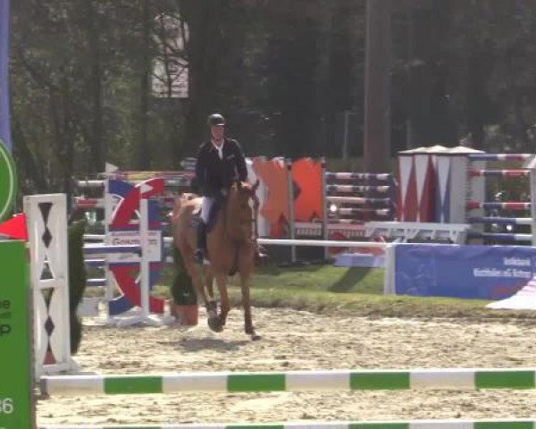 jumper Chicago 154 (Westphalian, 2010, from Camax L)